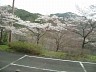 桜が咲いています